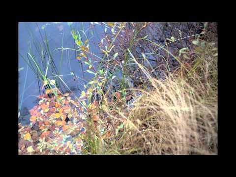 Hymn - Jonas Knutsson