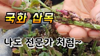 국화 삽목 하는법 누구나 집에서 쉽게 할 수 있다,국화 삽목시기