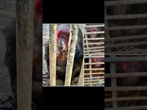 #Cumanayagua #Cienfuegos #Zoologico #AbusoAnimal #Cuba #SOSCuba