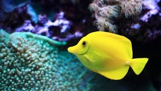 Easiest Saltwater Fish to Keep | Aquarium Care