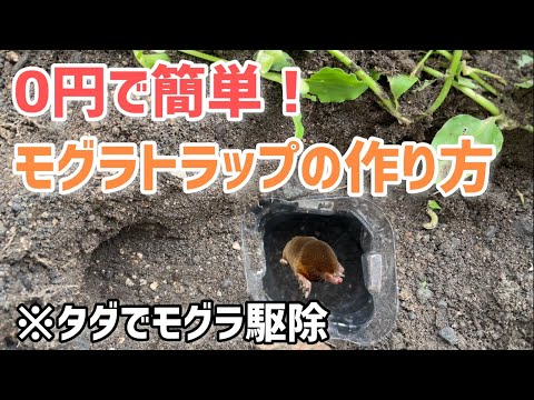 アルミホイル、白酢…庭からモグラを追い出すためのおばあちゃんの 8 つのヒント  庭園