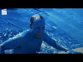 Big Fat Liar Dying The Swimming Pool HD CLIP