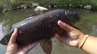 Top Water Carp Fishing on Burger King French Fries (Willow Grove, PA)
