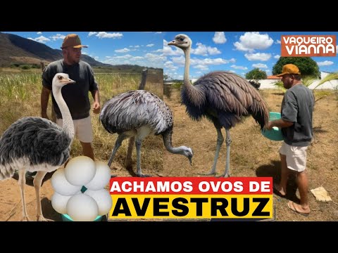 JÚNIOR VIANNA: ENCONTRA OVOS DE AVESTRUZ EM | SUA FAZENDA 