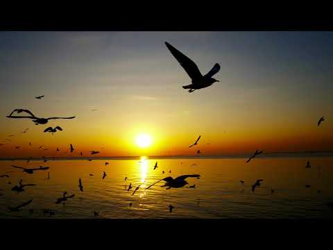 Leal Carvalho - Harmonia (Official Music Video) #MedicineSong #MusicaDeRezo CD Matutu