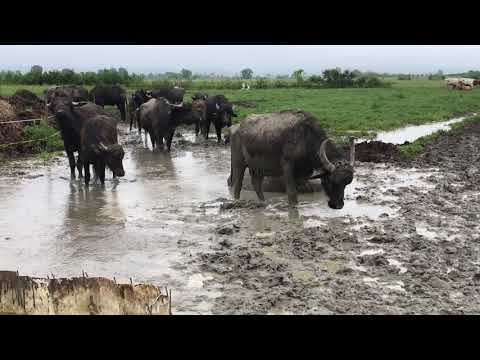 bivoli!!!ce le mai place🐃🐃🐃