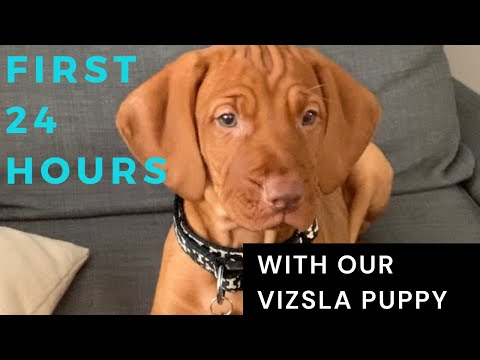First 24 hours with our vizsla puppy