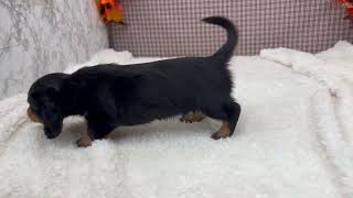 ミニチュアダックスの動画01