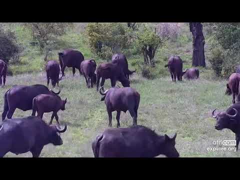 Cape Buffalos: Breeding herd for a drink. Nkorho: Nov 30 2021, 2 PM SAST (resume), explore.org