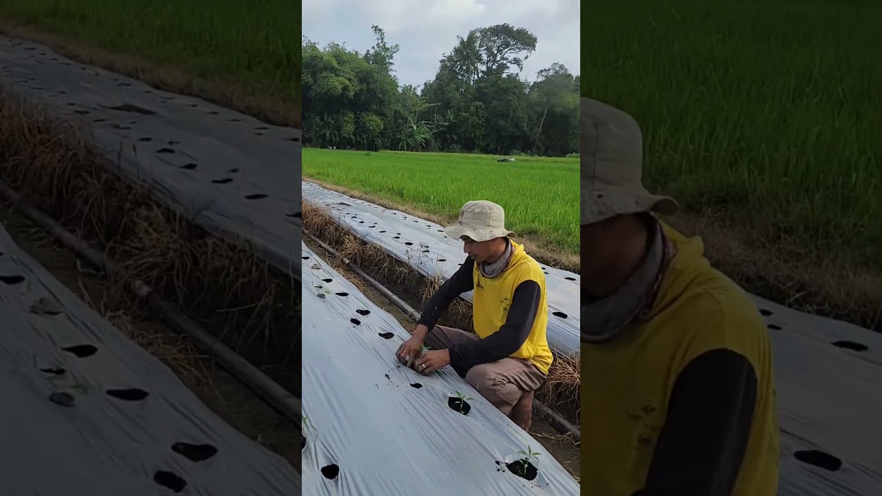 Village farmers plant chili seeds in the traditional way  #shorts