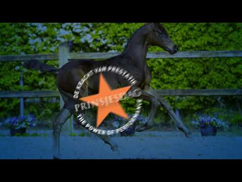 Rhyncho (Fynch Hatton x All At Once x Zhivago x San Remo) www.prinsjesdag.eu