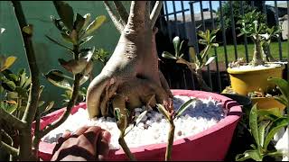 Minha rosa do deserto dinossauro Viva  as Rosas do deserto do mundo inteiro 