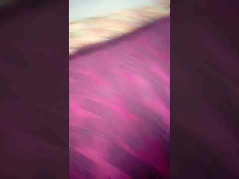 I have many cat I like this cat