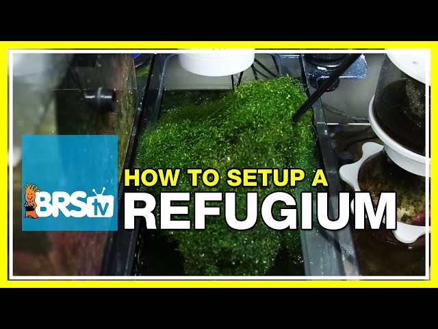 Week 27: Refugiums - Utilizing algae for a thriving reef tank | 52 Weeks of Reefing #BRS160