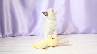 ラグドールの動画01