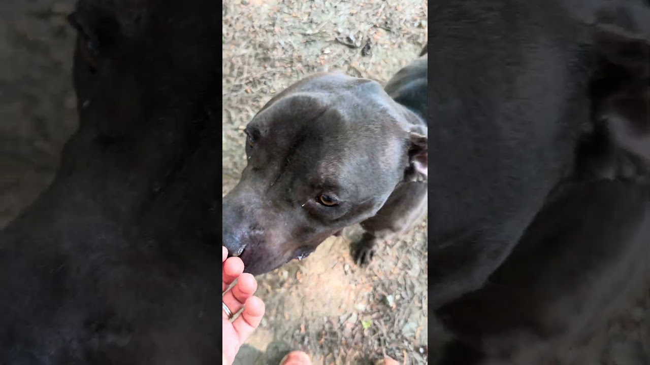 Enlarge GRIZZLY, a ADOPTABLE mixed breed in Marietta, GA video 5/6