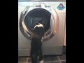 Cat Watching Washing Machine