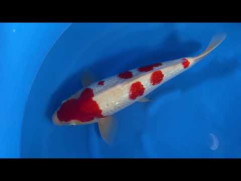 Ginrin Kohaku