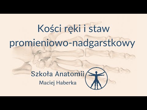 Kości ręki i staw promieniowo-nadgarstkowy (wstęp)