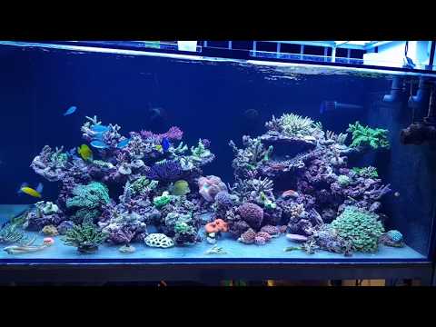 Nowe 1000 l w obiegu  ;) opis sprzętu-akwarium morskie Reef tank