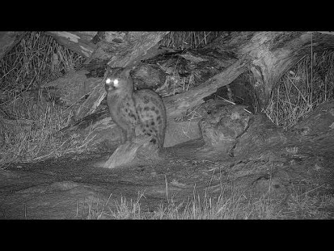 Djuma: Genet watching for dinner - 01:58 -  09/10/19
