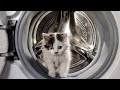 Experiment Little Kitty In A Washing Machine