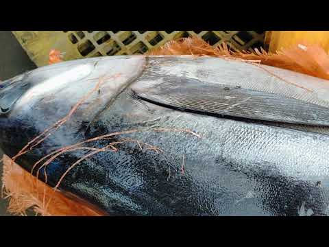 TUNA FOR SUTUKIL/SUGBA, TULA UG KILAW😋😋😋