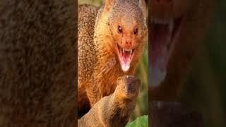 Download lagu Suara Garangan paling Cempreng 💯% dapat banyak mp3 Download lagu Suara Garangan paling Cempreng 💯% dapat banyak mp3