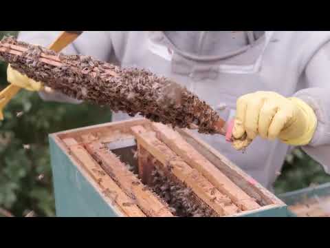 Antaji Farms Raw Litchi Honey, 1 Kg