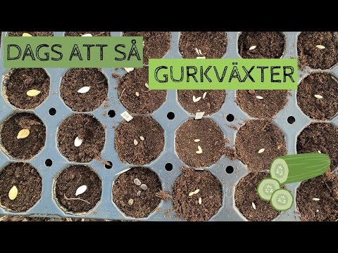 Dags att så GURKA, melon, vintersquash och djungelgurka