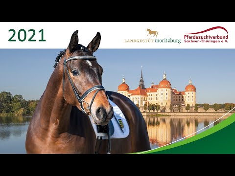 Trailer Verkaufspferdekollektion 2021