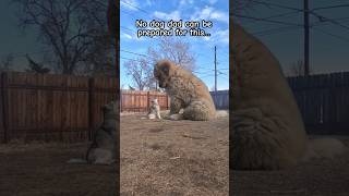 Download lagu Biggest puppy in the world #dogsofyoutube #goldenretriever #puppy mp3 Download lagu Biggest puppy in the world #dogsofyoutube #goldenretriever #puppy mp3