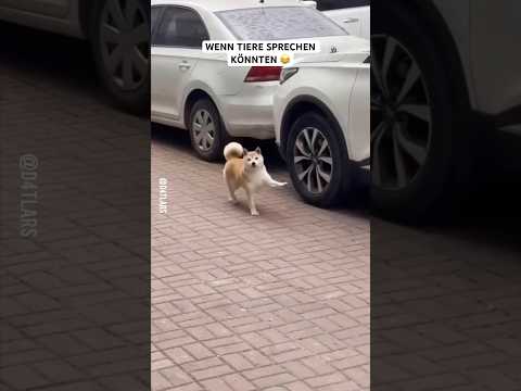 Wenn Tiere sprechen könnten #lustig #lol #funny #cat #memes #dog #pets #animals #tiere