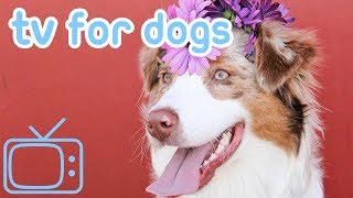 DogTV!RelaxingTVforDogscombinedwithCalmingMusictohelpwithAnxiety