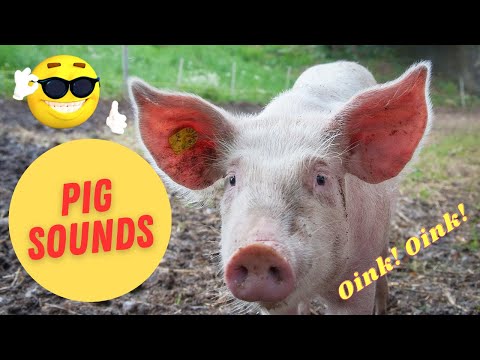 Pig Sounds | Funny Pig Grunting and other Sound Effects!