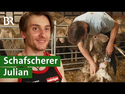 , title : 'Work and Travel in Neuseeland: Wie Julian seine Liebe zum Schafe Scheren entdeckte | Unser Land | BR'