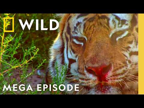 Animal Combat Behavior: Predator vs Prey Survival Instincts