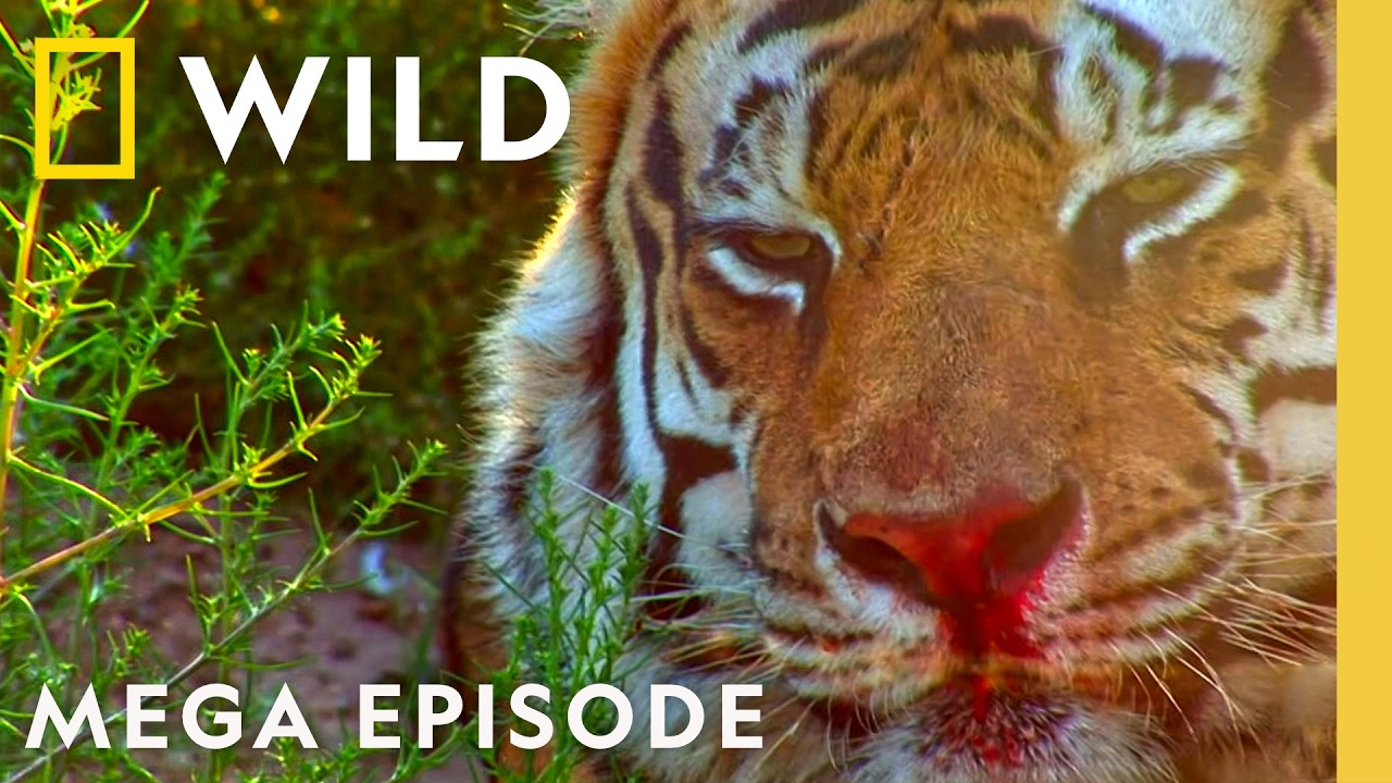 Documenting Wildlife Battles | Animal Fight Night MEGA Episode | Nat Geo Animals
