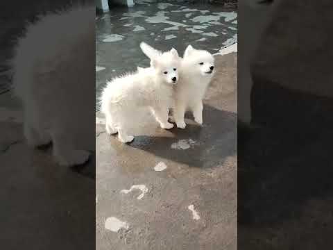 Pure white Haski available pendra road chattisgarh contact -7354329905 dog #$@love