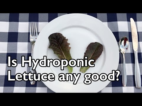 Hydroponic: Lettuce comparison and taste test
