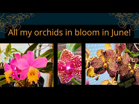 All my orchids in bloom in June 2025!