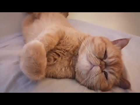 Miss Sugar is so sleepy