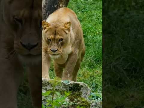 three animals #animalshorts