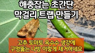 고추 토마토 옥수수 생강에 구멍뚫는 나방 이렇게 제거하세요. 해충잡는 초간단 막걸리 트랩 만들기