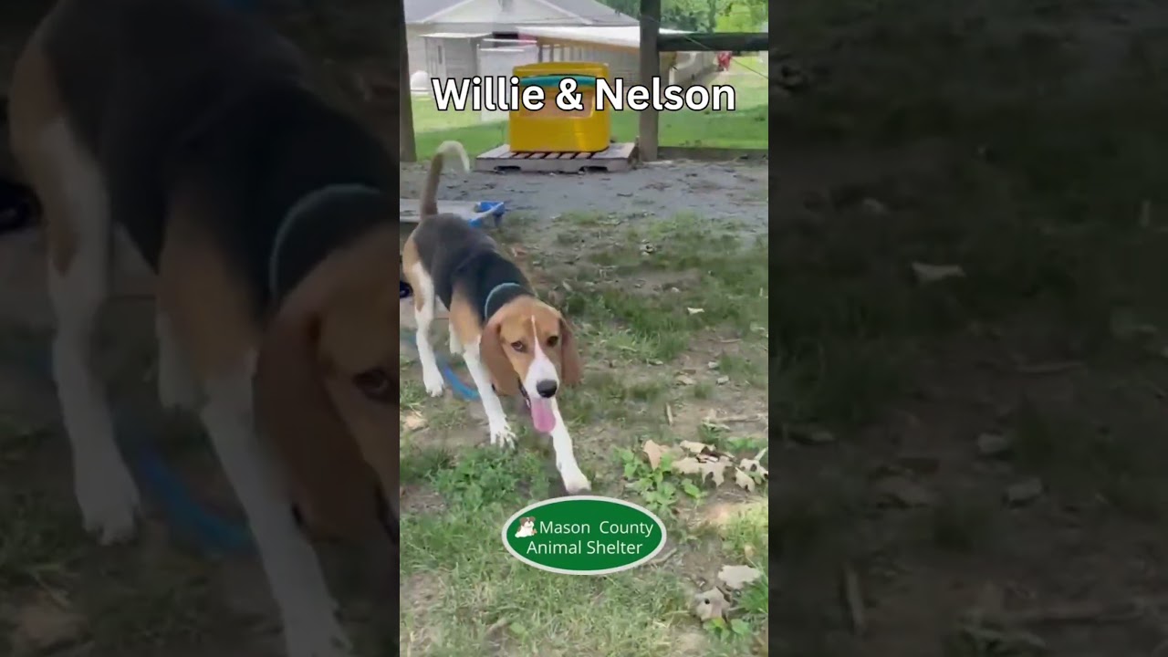 Enlarge Willie, a ADOPTABLE Treeing Walker Coonhound in Maysville, KY video 4/4