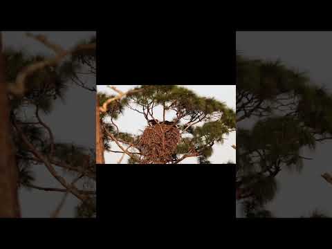 Bald Eagle back to nest to feed eaglets #baldeagle #eaglesnest #floridawildlifeimages #readytofledge