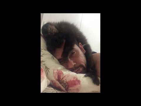Un mono duerme plácidamente sobre la cabeza de su amo