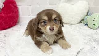ハーフ犬の動画02