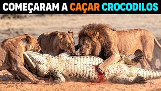 🚨 AGORA: Bando de leões EXILADOS começou a CAÇAR CROCODILOS-DO-NILO
