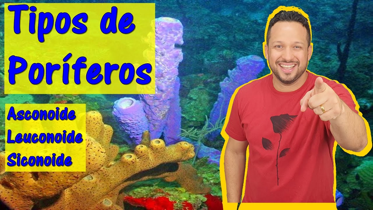 Tipos de Poríferos - Tipos de Esponjas - Asconoide, Siconoide e Leuconoide - Poríferos - Zoologia